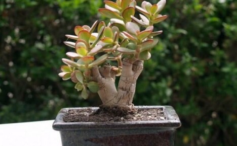 Funktioner av bildandet av bonsai från en bonsai