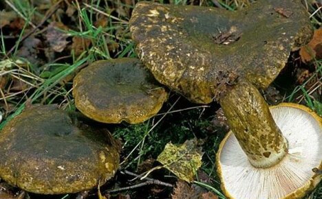 What black milk mushrooms look like and what is their taste