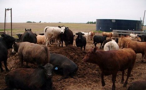 Как правилно да се използва кравешки тор за торене на почвата