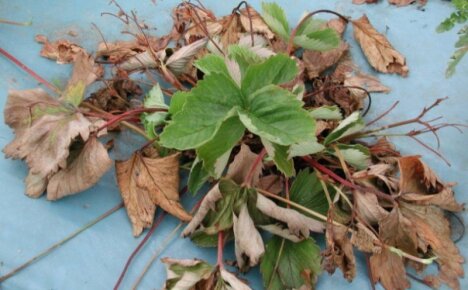 How to detect and treat strawberry verticillary wilt - one of the most dangerous crop diseases