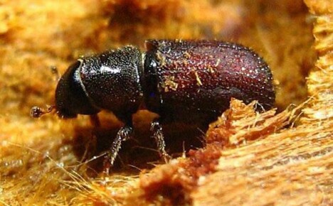The benefits and harms of the bark beetle in the garden at their summer cottage