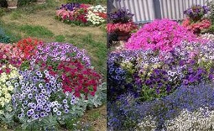 DIY květinová zahrada - vytváří kontrast s květinami