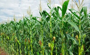 Uprawa pysznej kukurydzy w ich letnim domku