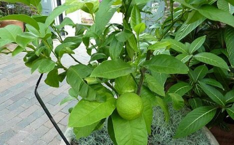 Meg tudjuk csinálni - bergamottot termeszteni otthon