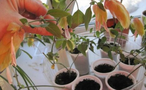 Fortpflanzung von Beloperone - wie man schnell neue Blumen bekommt - Garnelen