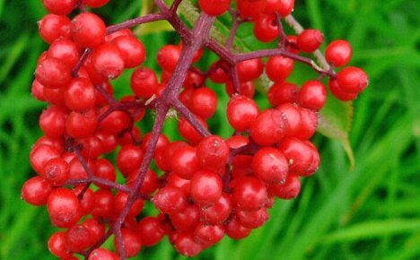 Useful properties of wolf berries or how poison became a medicine