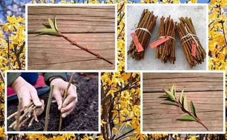 Reproductie van forsythia door stekken in de lente en zomer: advies van ervaren zomerbewoners
