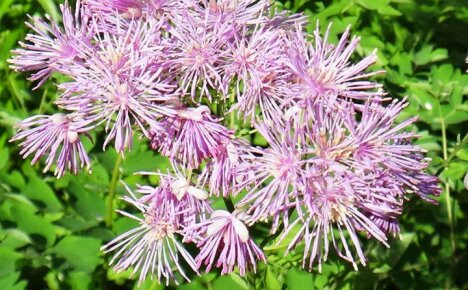 Fleurs de basilic: plantation et soins, variétés, propriétés utiles