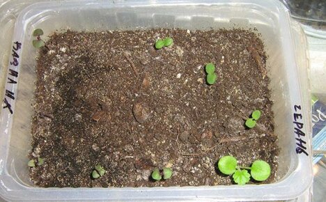 Germinarea eficientă a semințelor de pelargoniu