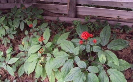 Cultiver du ginseng dans le jardin - les subtilités de la plantation d'une plante médicinale