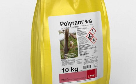 Use the effective fungicide Poliram in the fight for the harvest (instructions for use)