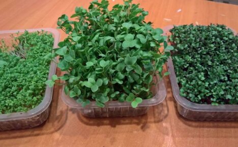 Comment faire pousser des microgreens à la maison - des vitamines toute l'année
