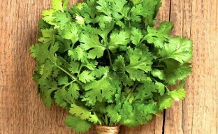 Happiness herb coriander in all its variety