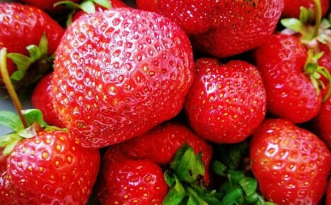 Nuances importantes de plantation et d'entretien des fraises Eliane