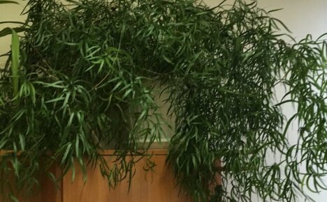 Asparagi crescenti a mezzaluna - liana decorativa per l'abbellimento di una stanza