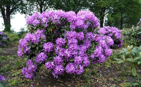 Rhododendron katevbinsky, đặc điểm và quy tắc trồng trọt