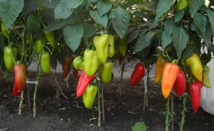 Hvordan få en god høst av paprika