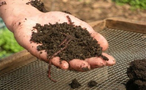 Environmentally friendly fertilizer biohumus - home production