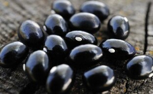 Harvesting black bean seeds