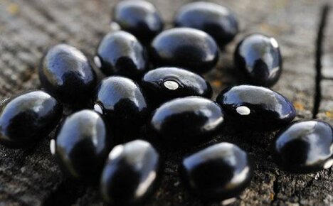Harvesting black bean seeds
