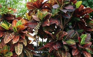 Amazing transformation - croton in the shape of a trunk