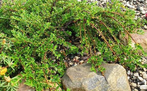 Fortpflanzung von Cotoneaster: 4 Hauptwege