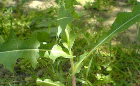 Cómo deshacerse del algodoncillo en el jardín usando herbicidas y remedios caseros