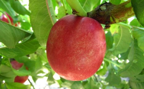 What is the name of a peach crossed with a plum - a memo to a novice gardener