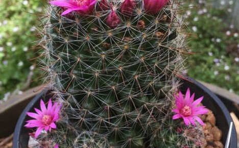 Jemnosti a tajomstvá starostlivosti o kaktus mammillaria doma