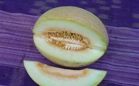 Varför är melon bitter - ta reda på orsaken och vad du ska göra för att undvika den