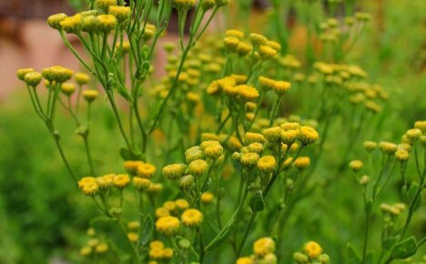 Las propiedades curativas de la hierba canuper y su uso en la medicina herbal.