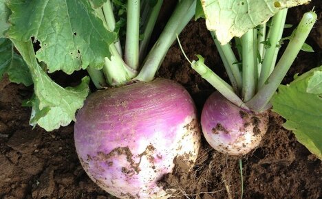 We reveal the secret of what a rutabaga is and how it looks from the outside