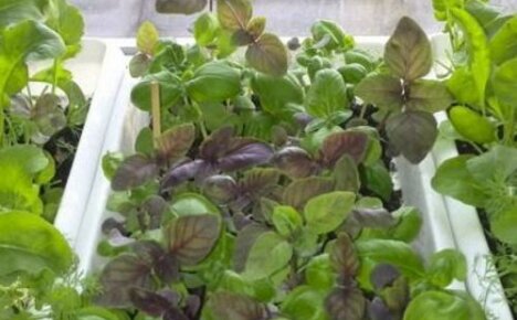 How to grow basil on a windowsill - the subtleties of the process for beginners