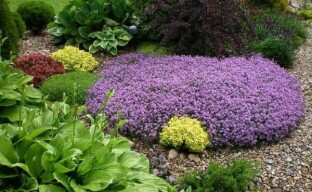 Growing thyme in the garden: what a perennial loves and what to avoid