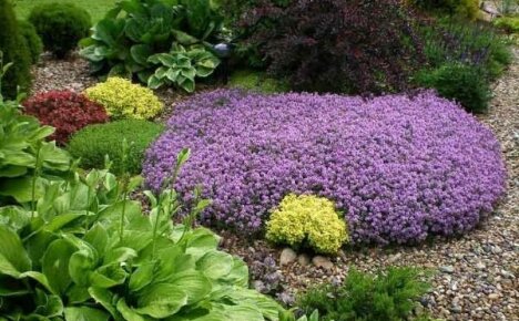 Cultiver du thym dans le jardin: ce qu'une plante vivace aime et ce qu'il faut éviter