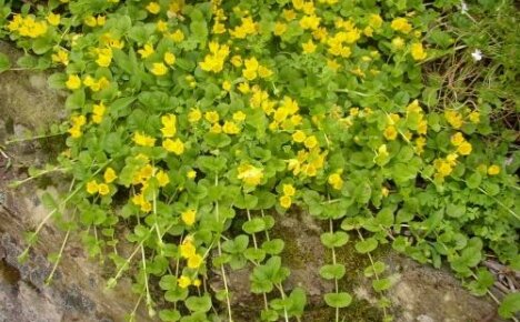 Monet loam is an unpretentious ground cover for any garden
