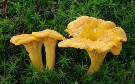 Three of the most delicious recipes for cooking chanterelles
