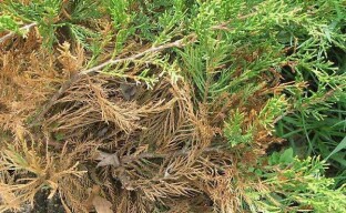 Warum Nadelbäume austrocknen - die Folge wird von Gärtnern angeführt