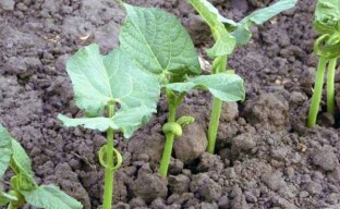Rules for planting different types of beans in summer cottages