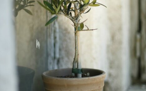 Wie man einen Olivenbaum aus Samen für ein stilvolles Interieur züchtet