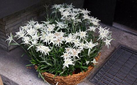Garden design: planting and caring for edelweiss