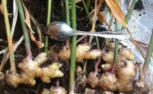 Evde yetiştirilen zencefili hasat etmek ve saklamak