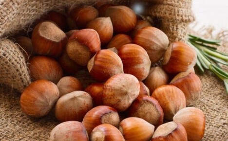 Why hazelnuts are useful and how to use it correctly for your health