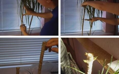 Pruning dracaena in order to obtain side shoots - the main secrets and rules