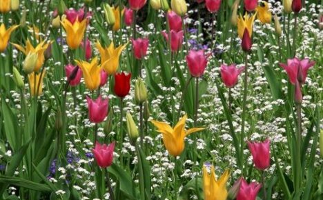 Liliom tulipán - a legkecsesebb tavaszi virágok