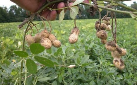 Peanut fruiting funktioner: hvordan kulturen vokser