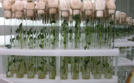 Plant cloning is a modern approach to vegetative propagation