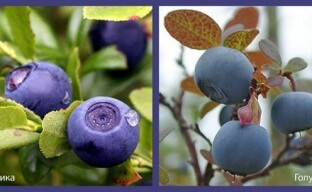 Hur blåbär skiljer sig från blåbär: hur man inte misstas med valet av en växt