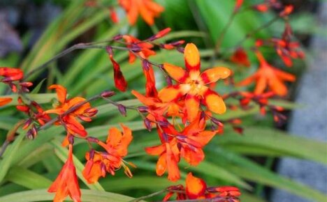 Growing crocosmia outdoors is easy and simple