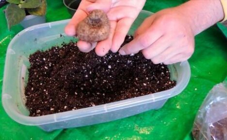 Cómo plantar gloxinia: elegir una maceta y suelo